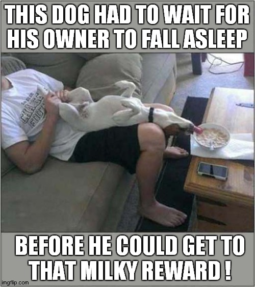 A Dogs Breakfast ! | THIS DOG HAD TO WAIT FOR
HIS OWNER TO FALL ASLEEP; BEFORE HE COULD GET TO
THAT MILKY REWARD ! | image tagged in dogs,breakfast,theif | made w/ Imgflip meme maker