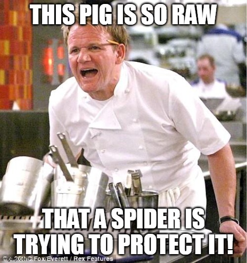 Raw! Raw! RAW! | THIS PIG IS SO RAW; THAT A SPIDER IS TRYING TO PROTECT IT! | image tagged in memes,chef gordon ramsay | made w/ Imgflip meme maker