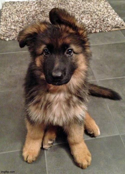Cute Puppy German Shepherd | image tagged in cute puppy german shepherd | made w/ Imgflip meme maker
