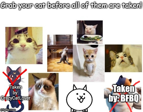 It's yours now! Now make sure you feed it and walk him to the gym everyday :) | Taken by: BFBQ | image tagged in cats | made w/ Imgflip meme maker