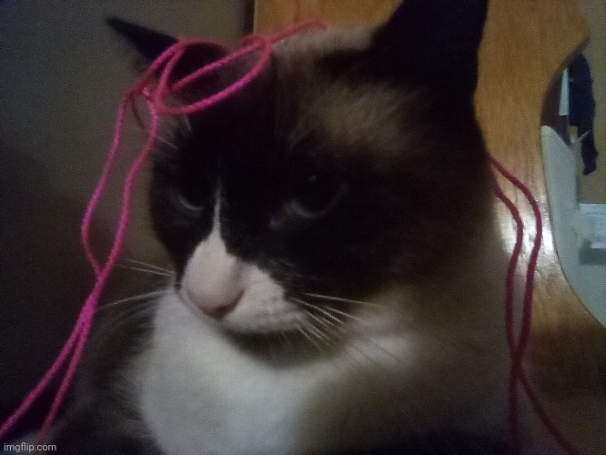 she has string on her head lmao- here's my cat being a goofball | made w/ Imgflip meme maker