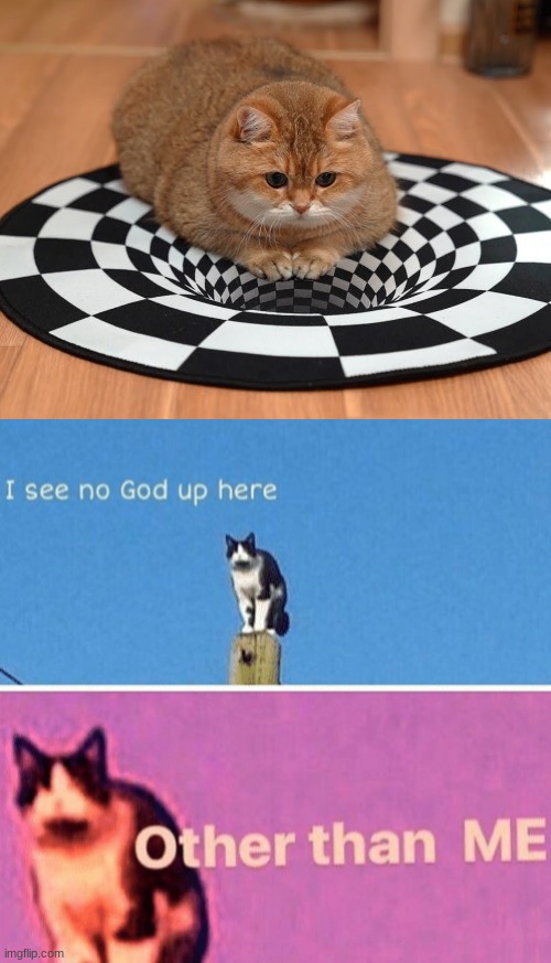 illusion 100 | image tagged in blank white template,hail pole cat,memes,funny,optical illusion | made w/ Imgflip meme maker