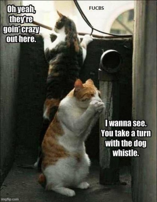 They`re going crazy ! | image tagged in dogs an cats | made w/ Imgflip meme maker