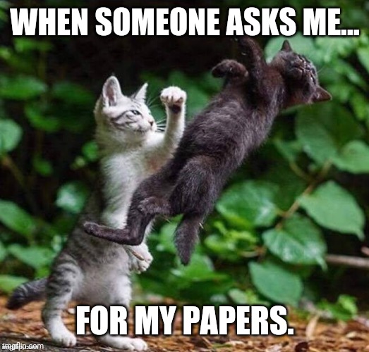 I'll probably get arrested but not before I knock you out. | WHEN SOMEONE ASKS ME... FOR MY PAPERS. | image tagged in kittens boxing | made w/ Imgflip meme maker