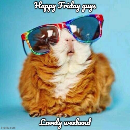 GUINEA PIG | Happy Friday guys; Lovely weekend | image tagged in guinea pig | made w/ Imgflip meme maker