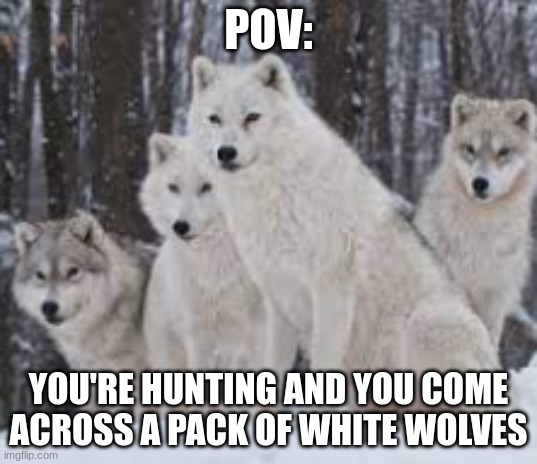 POV:; YOU'RE HUNTING AND YOU COME ACROSS A PACK OF WHITE WOLVES | made w/ Imgflip meme maker