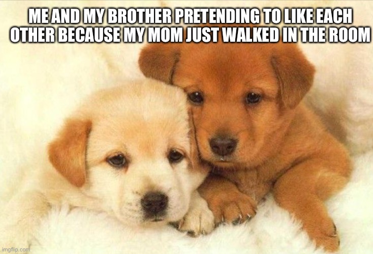 My brother isn’t nearly this cute |  ME AND MY BROTHER PRETENDING TO LIKE EACH OTHER BECAUSE MY MOM JUST WALKED IN THE ROOM | image tagged in dogs,cute,funny,memes | made w/ Imgflip meme maker