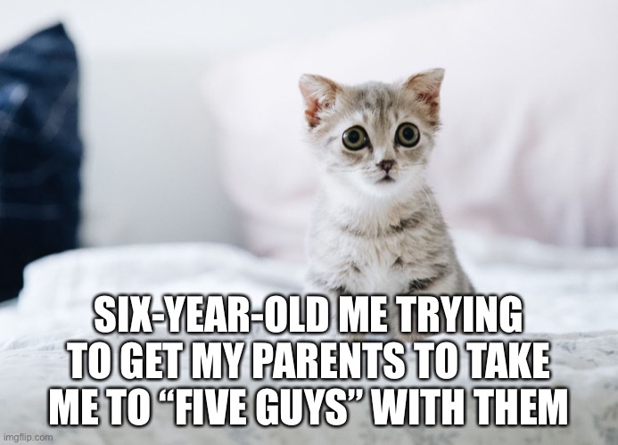 It worked, btw | SIX-YEAR-OLD ME TRYING TO GET MY PARENTS TO TAKE ME TO “FIVE GUYS” WITH THEM | image tagged in cats,funny,memes,cute | made w/ Imgflip meme maker