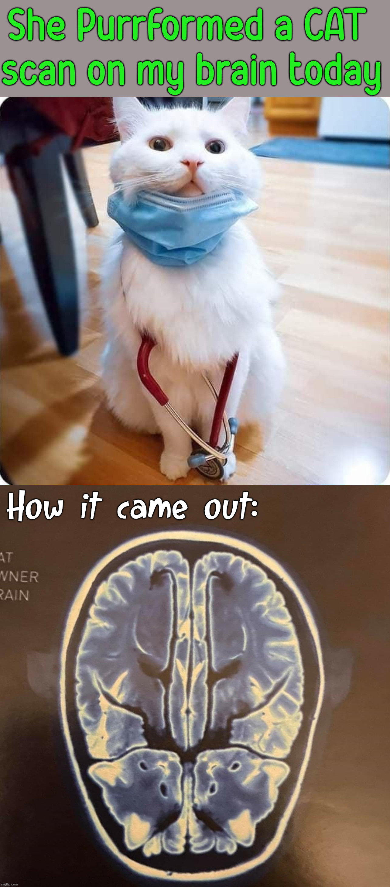 Wholesome meme | She Purrformed a CAT 
scan on my brain today; How it came out: | image tagged in cuteness overload,wait a second this is wholesome content,cats,doctor | made w/ Imgflip meme maker