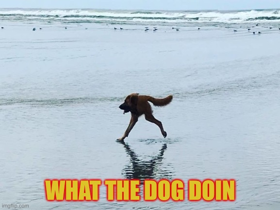 WHAT THE DOG DOIN | made w/ Imgflip meme maker