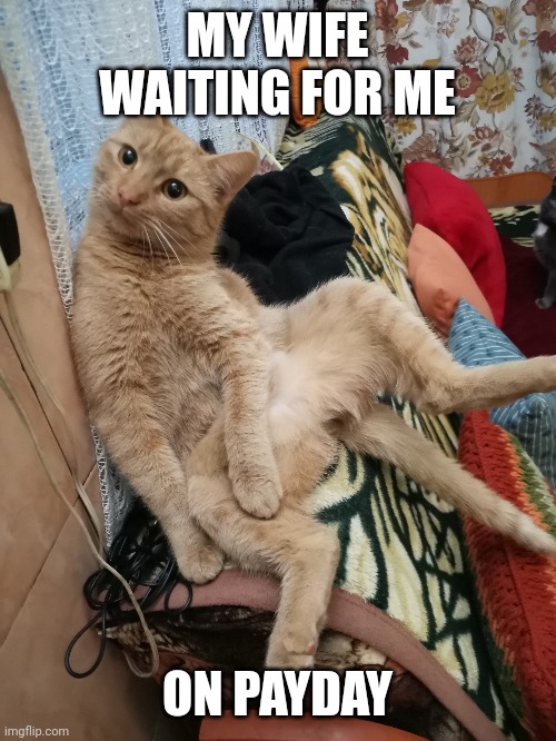 Payday |  MY WIFE WAITING FOR ME; ON PAYDAY | image tagged in work,funny,payday,cats | made w/ Imgflip meme maker