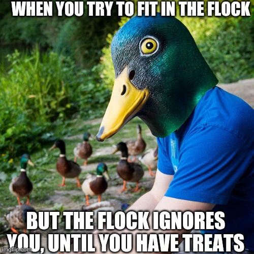 Just another day being normal with 1st world problems | WHEN YOU TRY TO FIT IN THE FLOCK; BUT THE FLOCK IGNORES YOU, UNTIL YOU HAVE TREATS | image tagged in duck mask | made w/ Imgflip meme maker
