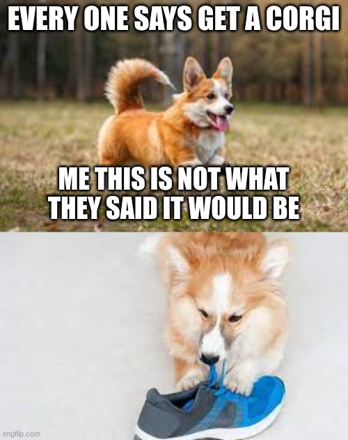 not what you thought | EVERY ONE SAYS GET A CORGI; ME THIS IS NOT WHAT THEY SAID IT WOULD BE | image tagged in doge | made w/ Imgflip meme maker