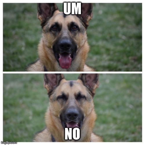 suspicious dog | UM NO | image tagged in suspicious dog | made w/ Imgflip meme maker