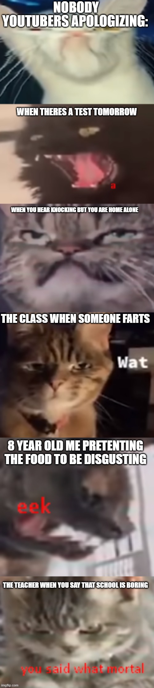 some cat memes |  NOBODY; YOUTUBERS APOLOGIZING:; WHEN THERES A TEST TOMORROW; WHEN YOU HEAR KNOCKING BUT YOU ARE HOME ALONE; THE CLASS WHEN SOMEONE FARTS; 8 YEAR OLD ME PRETENTING THE FOOD TO BE DISGUSTING; THE TEACHER WHEN YOU SAY THAT SCHOOL IS BORING | image tagged in cat memes,funny,memes,cat meme,funny cat memes,stop reading tags | made w/ Imgflip meme maker