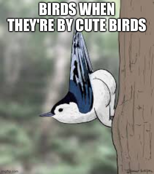 Bootybird | BIRDS WHEN THEY'RE BY CUTE BIRDS | image tagged in big bird | made w/ Imgflip meme maker