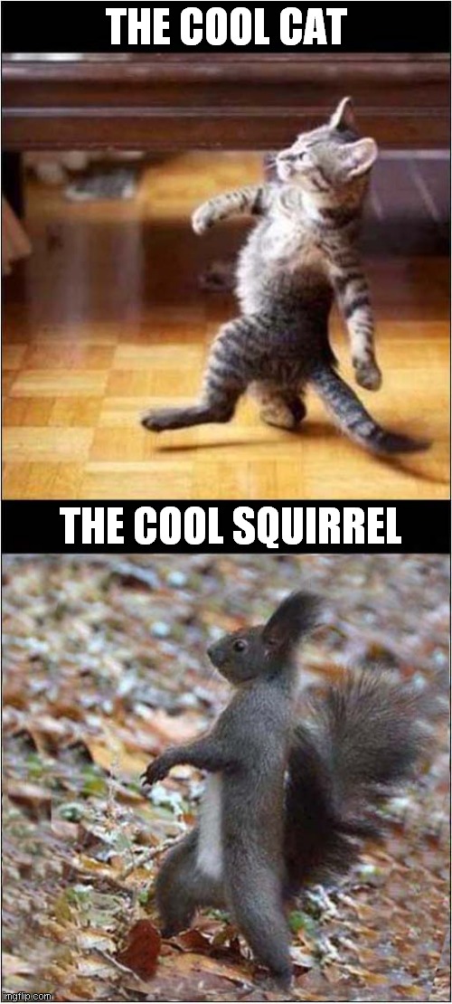 The Cool Stroll Challenge: Who Did It Better ? | THE COOL CAT; THE COOL SQUIRREL | image tagged in cats,cool cat stroll,squirrel,challenge | made w/ Imgflip meme maker