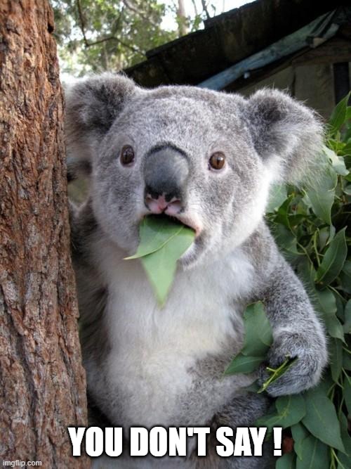 Surprised Koala Meme | YOU DON'T SAY ! | image tagged in memes,surprised koala | made w/ Imgflip meme maker