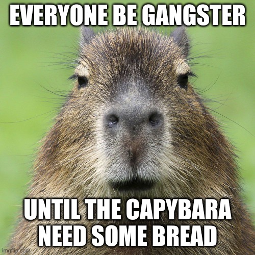 capybara | EVERYONE BE GANGSTER; UNTIL THE CAPYBARA NEED SOME BREAD | image tagged in capybara | made w/ Imgflip meme maker