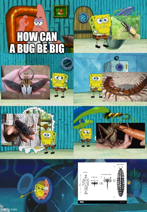 bugs | HOW CAN A BUG BE BIG | image tagged in spongebob diapers meme | made w/ Imgflip meme maker