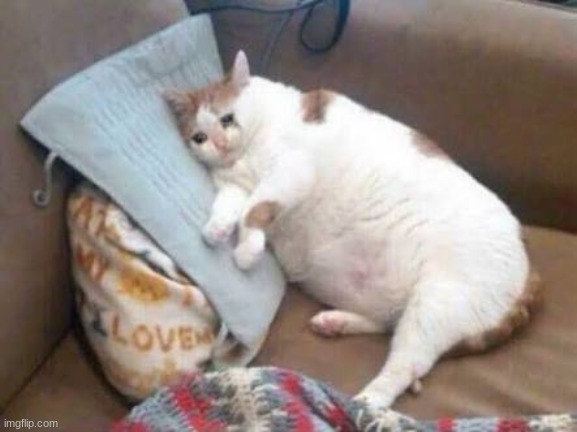 Sad fat cat | image tagged in sad fat cat | made w/ Imgflip meme maker