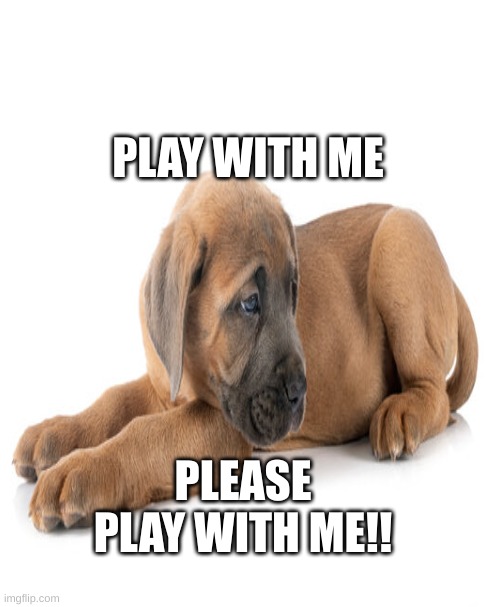  PLAY WITH ME; PLEASE PLAY WITH ME!! | image tagged in puppy monkey baby | made w/ Imgflip meme maker