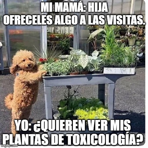 MI MAMÁ: HIJA OFRECELES ALGO A LAS VISITAS. YO: ¿QUIEREN VER MIS PLANTAS DE TOXICOLOGÍA? | made w/ Imgflip meme maker