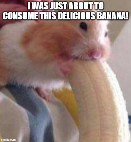 Hamster eating banana | I WAS JUST ABOUT TO CONSUME THIS DELICIOUS BANANA! | image tagged in yum,banana | made w/ Imgflip meme maker