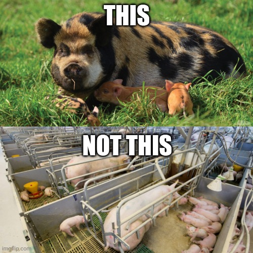 Pigs | THIS; NOT THIS | image tagged in pigs | made w/ Imgflip meme maker
