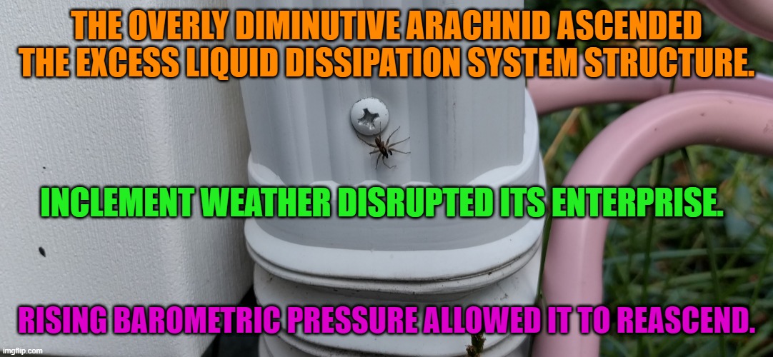 We all know parents like this. | THE OVERLY DIMINUTIVE ARACHNID ASCENDED THE EXCESS LIQUID DISSIPATION SYSTEM STRUCTURE. INCLEMENT WEATHER DISRUPTED ITS ENTERPRISE. RISING BAROMETRIC PRESSURE ALLOWED IT TO REASCEND. | image tagged in spider | made w/ Imgflip meme maker