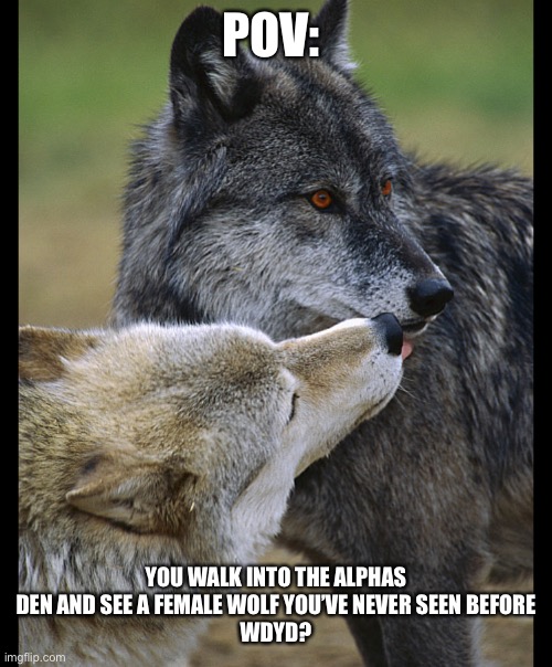 POV:; YOU WALK INTO THE ALPHAS DEN AND SEE A FEMALE WOLF YOU’VE NEVER SEEN BEFORE
WDYD? | made w/ Imgflip meme maker