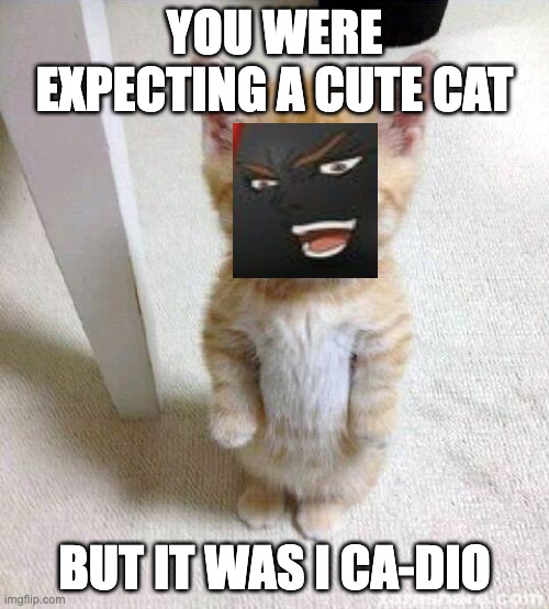 Cute Cat |  YOU WERE EXPECTING A CUTE CAT; BUT IT WAS I CA-DIO | image tagged in memes,cute cat,jojo meme,funny | made w/ Imgflip meme maker