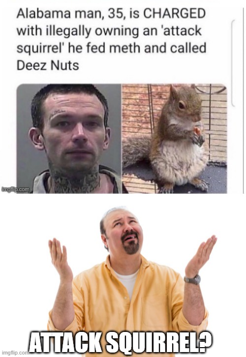 Attack Squirrel? | ATTACK SQUIRREL? | image tagged in attack squirrel | made w/ Imgflip meme maker