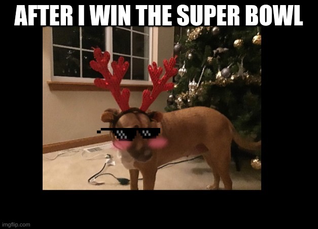 superbowl dog | AFTER I WIN THE SUPER BOWL | image tagged in football,dog,funny | made w/ Imgflip meme maker
