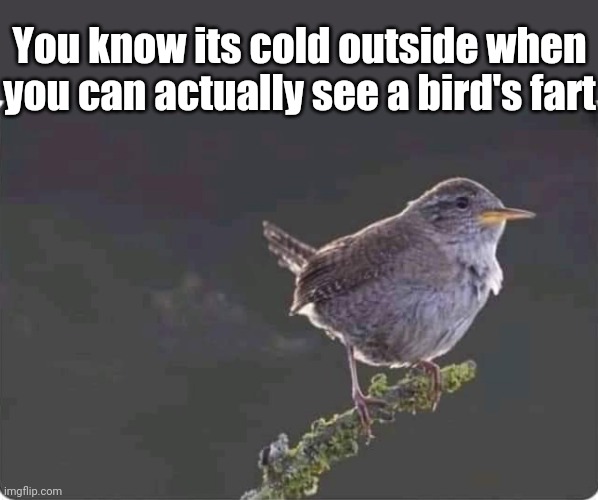 Stay warm | You know its cold outside when you can actually see a bird's fart | image tagged in bird,fart,cold weather,freezing cold,funny memes | made w/ Imgflip meme maker