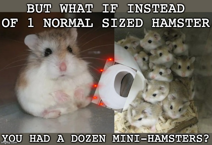And other urgent questions -- live on the Rodents stream | BUT WHAT IF INSTEAD OF 1 NORMAL SIZED HAMSTER; YOU HAD A DOZEN MINI-HAMSTERS? | image tagged in cute,hamster,science,miniatures | made w/ Imgflip meme maker