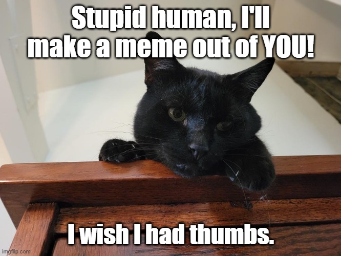No memes for Pedro. | Stupid human, I'll make a meme out of YOU! I wish I had thumbs. | image tagged in cat,evil,evil cat,vote for pedro | made w/ Imgflip meme maker