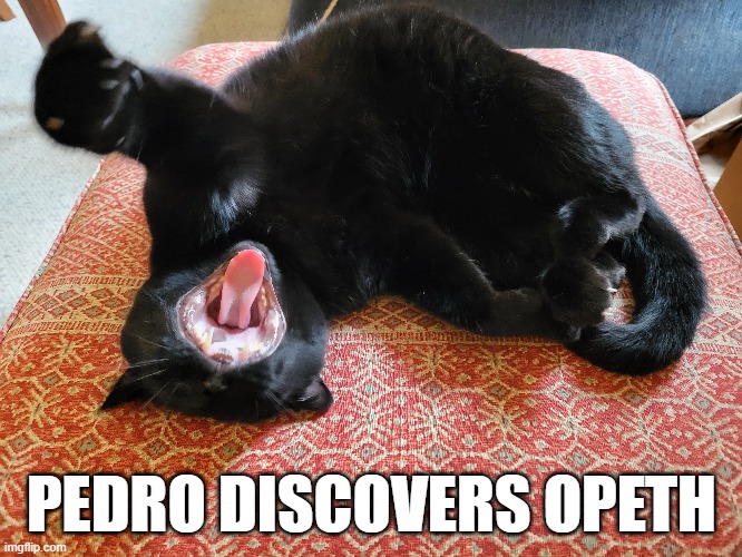Pedro likes Opeth. | PEDRO DISCOVERS OPETH | image tagged in death metal,funny cats | made w/ Imgflip meme maker