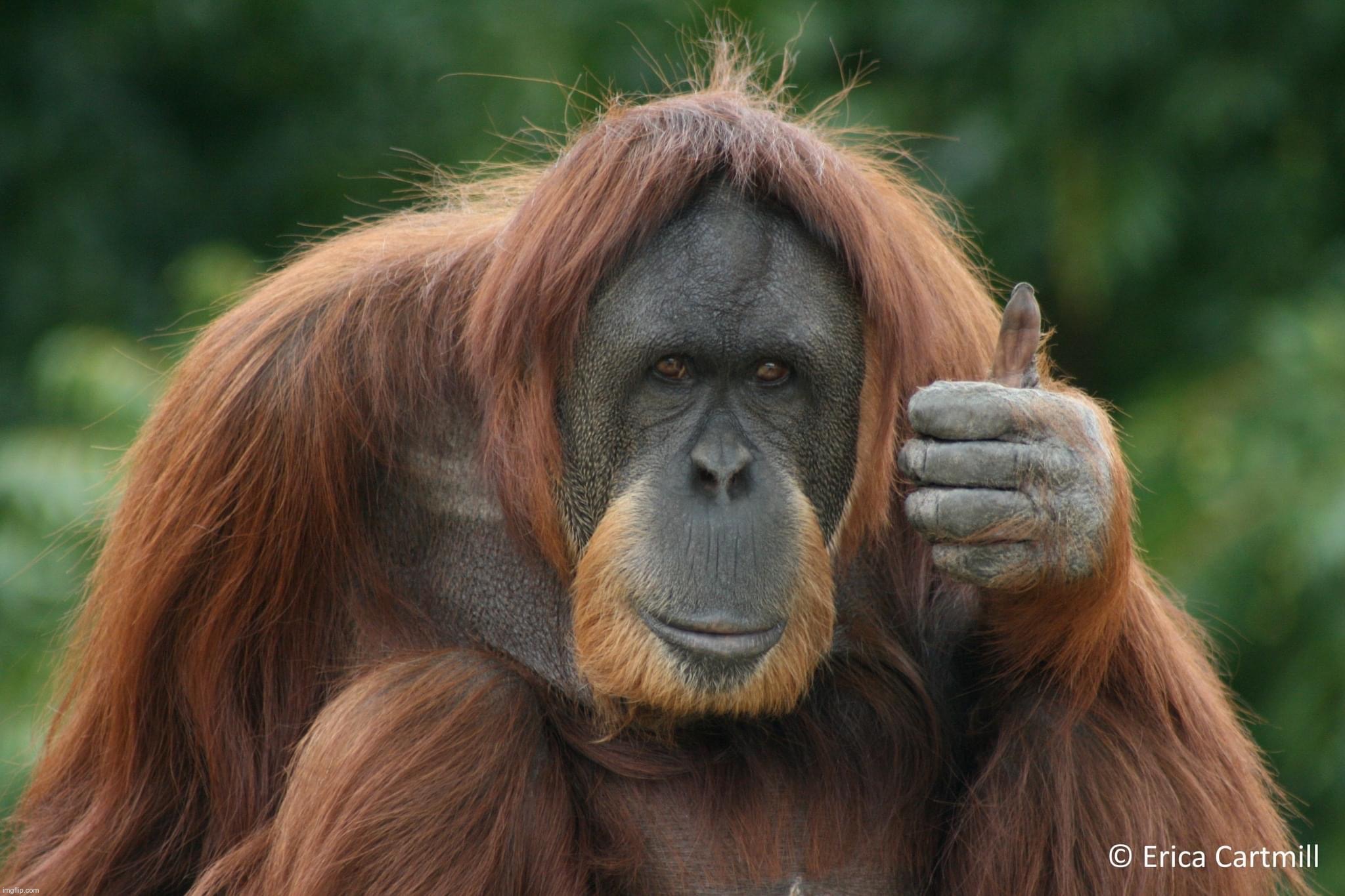 Thumbs up orangutan | image tagged in thumbs up orangutan | made w/ Imgflip meme maker