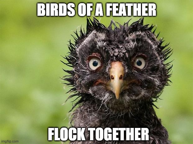 Birds of a Feather | BIRDS OF A FEATHER FLOCK TOGETHER | image tagged in birds of a feather | made w/ Imgflip meme maker
