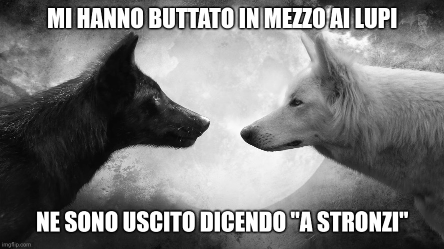 You have two wolves | MI HANNO BUTTATO IN MEZZO AI LUPI; NE SONO USCITO DICENDO "A STRONZI" | image tagged in you have two wolves | made w/ Imgflip meme maker