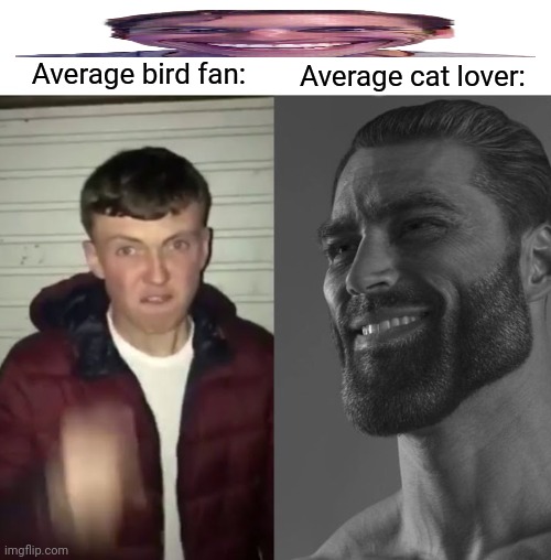 Average Fan vs Average Enjoyer | Average bird fan:; Average cat lover: | image tagged in memes,kitty,bird | made w/ Imgflip meme maker