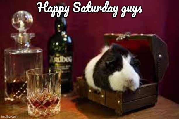 GUINEA PIG | Happy Saturday guys | image tagged in guinea pig | made w/ Imgflip meme maker