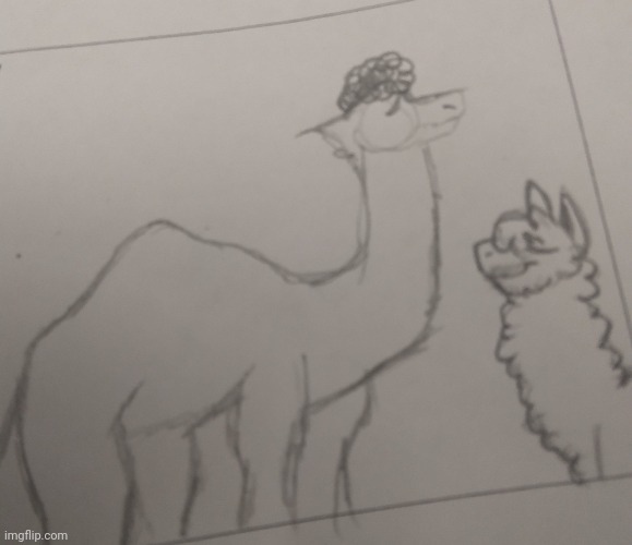 I drew a Llama and a camel with an afro | made w/ Imgflip meme maker
