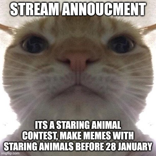 Staring Animals Contest! (Example in Comments) | STREAM ANNOUCMENT; ITS A STARING ANIMAL CONTEST, MAKE MEMES WITH STARING ANIMALS BEFORE 28 JANUARY | image tagged in staring cat/gusic | made w/ Imgflip meme maker