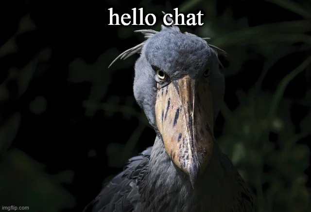 shoebill | hello chat | image tagged in shoebill | made w/ Imgflip meme maker