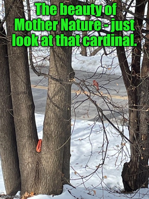 So I took a picture of a cardinal... | The beauty of Mother Nature - just look at that cardinal. | image tagged in cardinals,mother nature | made w/ Imgflip meme maker