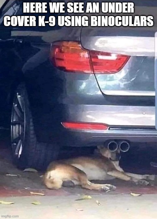 under cover k9 | HERE WE SEE AN UNDER COVER K-9 USING BINOCULARS | image tagged in dog | made w/ Imgflip meme maker