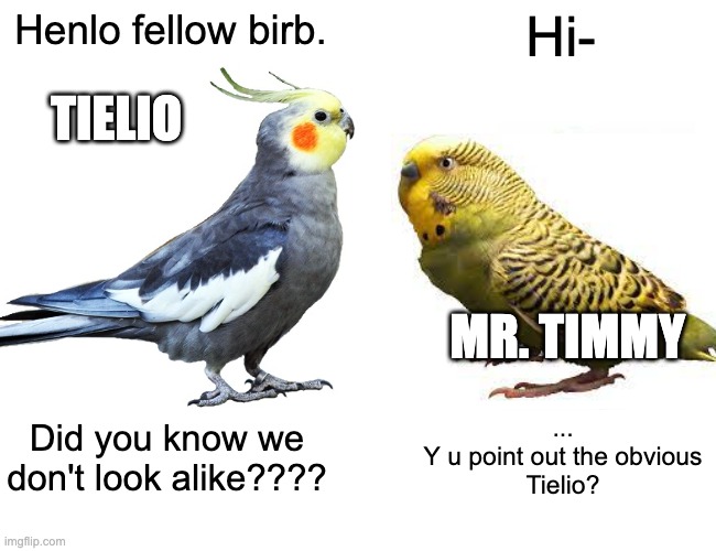Tielio the annoying | Henlo fellow birb. Hi-; TIELIO; MR. TIMMY; Did you know we don't look alike???? ...
Y u point out the obvious
Tielio? | image tagged in cockatiel,budgie | made w/ Imgflip meme maker