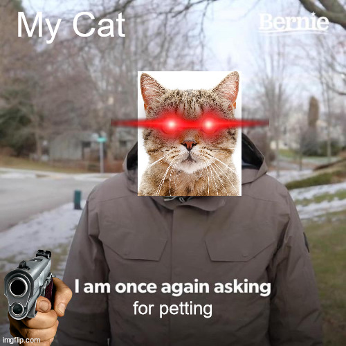 pet him.you're forced to. | My Cat; for petting | image tagged in memes,bernie i am once again asking for your support | made w/ Imgflip meme maker
